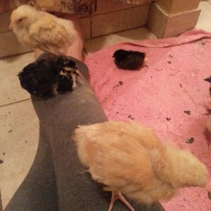 Lemon Cuckoo Orphington (yellow) and French Birchen Maran (Black and should have white feathers around the neck as it gets older)