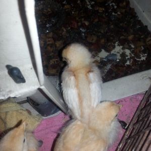 My poor babies were outside in the pin with the carrier when I got home from class and we had quite a down pour of rain. almost an inch of water got into the carrier. no worries though I got them inside in a hurry dried them off and warmed them up, they are doing just fine now! the yellow one with white wings is my golden sexlink and the other yellow ones are my lemon cuckoo orphingtons.