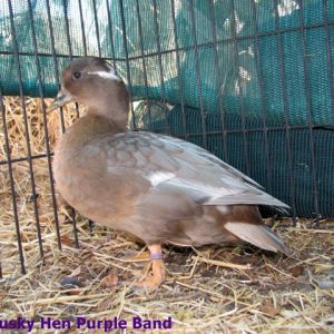 original blue dusky hen from Jen...pencilled project