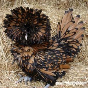 Gold-Laced-Frizzle-Poland Another of the great exhibition breeds and certainly one of the most rewarding, a good Poland