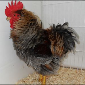 Frizzle Bantam Cockerel