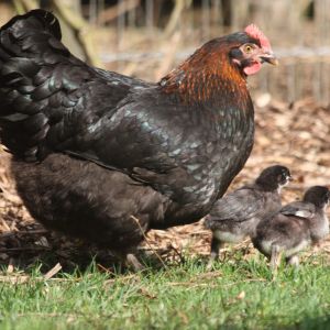 Black Copper Marans hens and babies