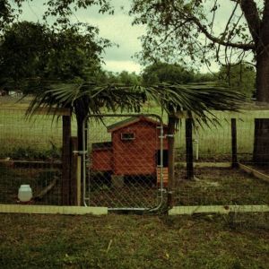 Just finished my chicken tiki bar coop