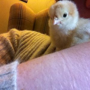 Baby Buff is so cuddly but is curious about the camera