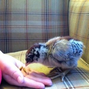 Clara eating meal worms out of Rowan's hand