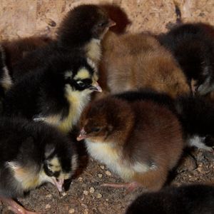 Swedish Flower Hen chicks