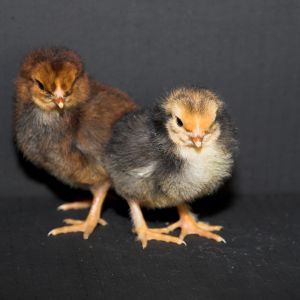 Cornish/Brahma/SFH chicks