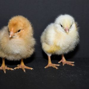 Cornish/Brahma/SFH chicks