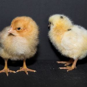 Cornish/Brahma/SFH chicks