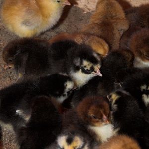 Swedish Flower Hen chicks