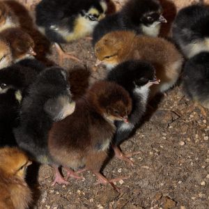 Swedish Flower Hen chicks