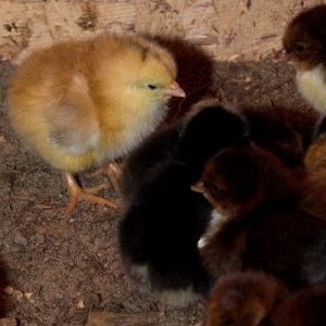 Swedish Flower Hen chicks