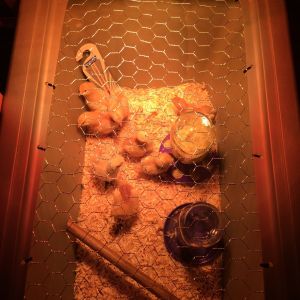 Tote brooder box with our new family members.