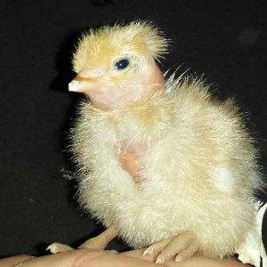 Just hatched naked neck mix with Ameraucana