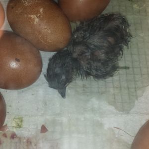 French cuckoo maran just hatched