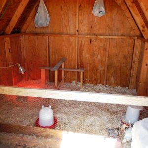 just got chicks, will build laying boxrd soon