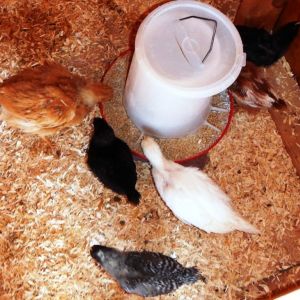 I have 6. AUTUMN, FAWN, WINTER, PENNY, LUNA AND SPARKLE.