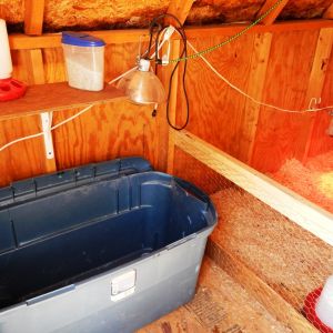 The blue tub will get wood shavings, partial cover and heat lamp for the week old chicks we are getting on Easter! That will be enough for our  backyard chicken family!