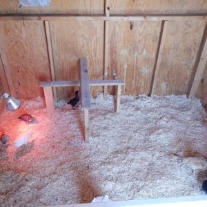 We will cut a hatch door in the coop that we can open and close. So soon, when the weather is warm, they can go out and run around the pasture.