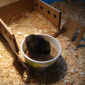 Speckles has been a greedy little chicken, hogging all the food since the day she hatched!