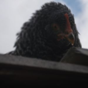 Speckles is ruffling up her feathers.