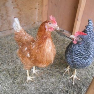 Pretty hens!