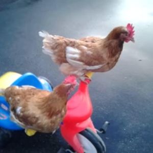 Koki and Kokosh riding on a tricycle's handlebars!
