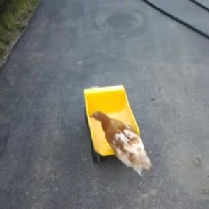 Prissy on a dump truck!