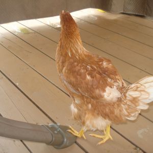 Prissy standing on a swing's foot!