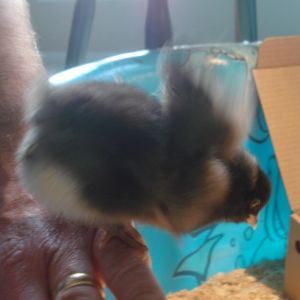 Speckles's first brave little flight!