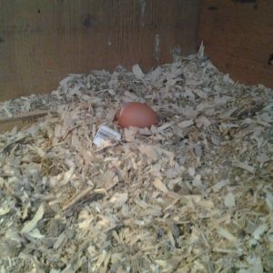 Prissy pecked at a barcode on her wall that was stuck on hard and peeled it off!  She put it in her nest!!