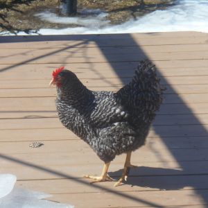 Speckles doing a cute pose for a picture!
