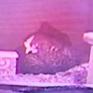 Speckles sleeping in her nest on TV!