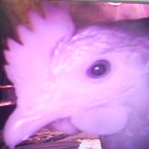 Prissy is on TV!  She likes talking to the camera in her coop and pecking it!