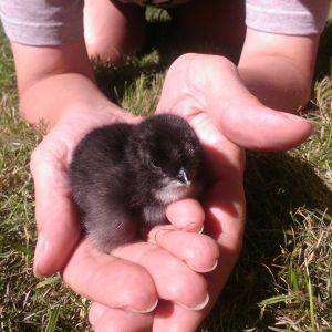 This is Blacky, newly hatched and enjoying the great big world for the first time. He is a Black Giant / Silky mix.