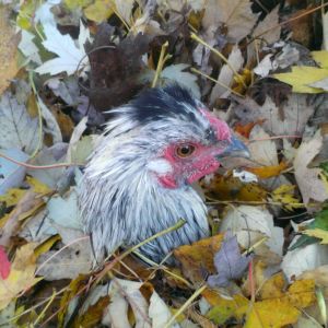 Moon the Silky / Wyandotte rooster didn't mind being buried in the leaf pile, he found it quite relaxing.