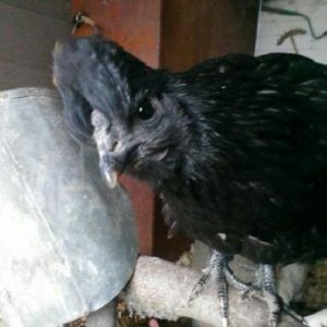 Star the Silky / Black Giant hen was quite interested in the camera.