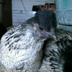 Sweetie the Silky / Wyandotte hen was also interested with the camera.