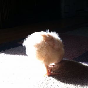 Fluff butt in the sun light