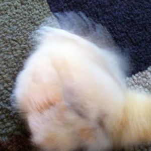 Fluff fluff fluff! Practicing dust bathing on the rug.