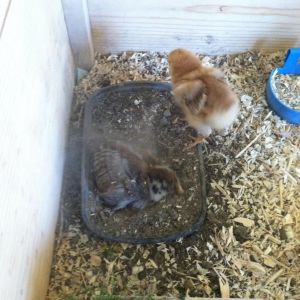 Clara finally joins Team Dust Bathing!