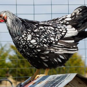 Arabella, my Silver Laced Wyndotte hen