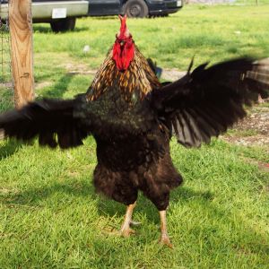 Samson Beauregard Dupree.... my big cross bred roo