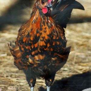 Krispin-- an Egyptian mix