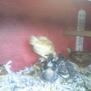 Suzie, Racer, Butterscotch and Jilly are 3 weeks today, checking out the feed dish in their new coop.