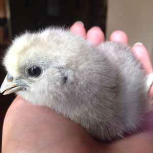 4 day old Silkie