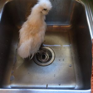 Bath time for the show silkie