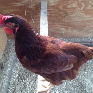 The grown up picture of the RIR above, beautiful hen with the best temperament ever!