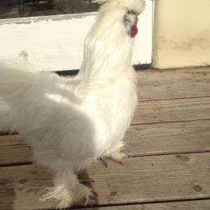 Swanson, The kindest rooster to ever grace Gods green earth.