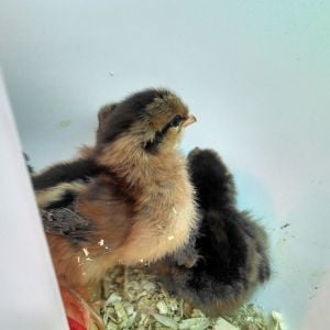 Foreground: Welsumer
Background: Easter Egger